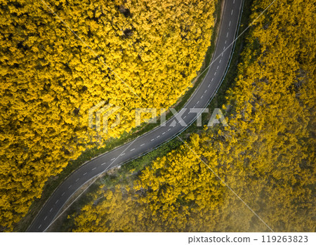 Aerial view of road among Cytisus blooming shrubs near Pico do Arieiro, Portugal Aerial view of road among Cytisus blooming shrubs near Pico do Arieiro, Portugal 119263823