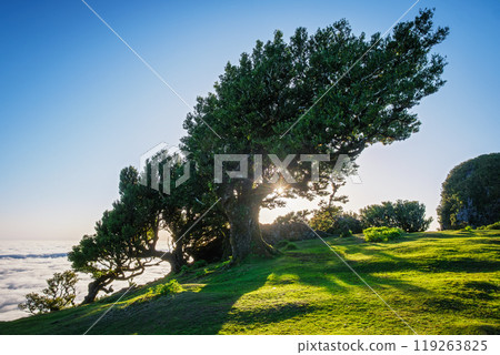 Fanal forest trees on Madeira island, Portugal 119263825