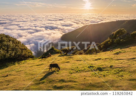 Aerial view of sunrise above clouds on Madeira island, Portugal 119263842