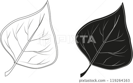 leaf from a tree in black and white leaf from a tree in black and white 119264163