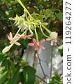 pink flowers on the bush 119264277