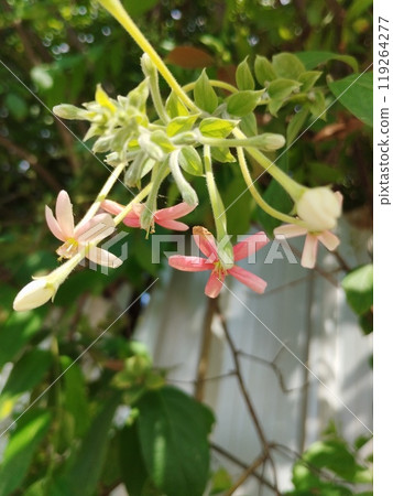 pink flowers on the bush 119264277
