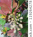 pink flowers on a branch 119264278
