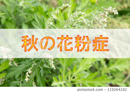 Autumn hay fever: The cause is mugwort flowers Autumn hay fever: The cause is mugwort flowers 119264282