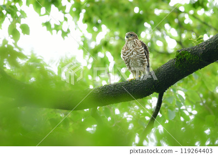 Familiar birds of prey that breed in parks and woodlands, small hawks, and fledglings of the Japanese sparrowhawk. Familiar birds of prey that breed in parks and woodlands, small hawks, and fledglings of the Japanese sparrowhawk. 119264403