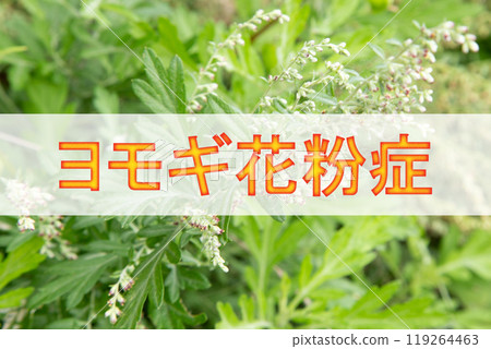 蒿花粉熱(背景是致病植物艾草的花) 蒿花粉熱(背景是致病植物艾草的花) 119264463
