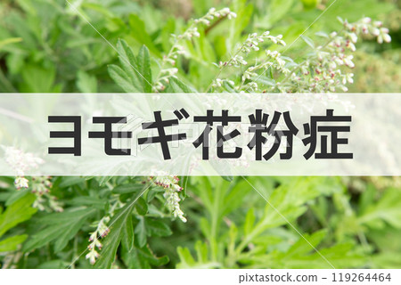 蒿花粉熱(背景是致病植物艾草的花) 蒿花粉熱(背景是致病植物艾草的花) 119264464