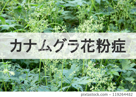 Kanamgura pollen allergy (in the background are flowers of the causative plant Kanamgura) Kanamgura pollen allergy (in the background are flowers of the causative plant Kanamgura) 119264482