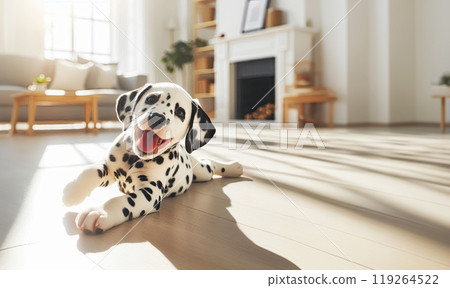 Cute Dalmatian puppy lies on the floor in a spacious bright room 119264522