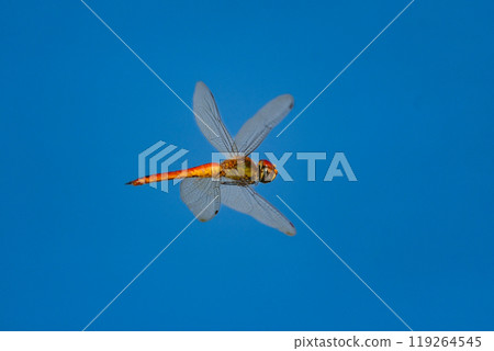 日本熟悉的秋天風景，日本蜻蜓，紅蜻蜓家族的一員 119264545