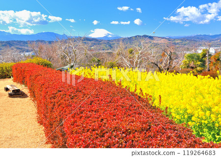 關東 / 東山公園 / 預示著春天到來的油菜花和紅知更鳥，早春的富士山風景 / 神奈川縣二宮町 (4) 119264683