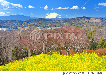A carpet-like field of rapeseed flowers and Mount Fuji in early spring as seen from the observation deck at Azumayama Park in Kanto, Ninomiya Town, Kanagawa Prefecture (1) 119264689