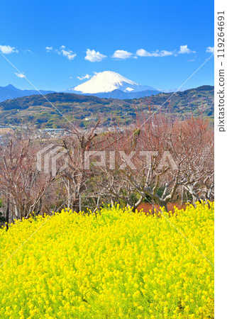A carpet-like field of rapeseed flowers and Mount Fuji in early spring, seen from the observation deck at Azumayama Park, Kanto, Ninomiya Town, Kanagawa Prefecture (3) A carpet-like field of rapeseed flowers and Mount Fuji in early spring, seen from the observation deck at Azumayama Park, Kanto, Ninomiya Town, Kanagawa Prefecture (3) 119264691