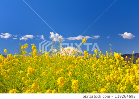 Mount Fuji in early spring, covered in a carpet of rapeseed flowers, Azumayama Park, Kanto, Ninomiya Town, Kanagawa Prefecture (1) 119264692