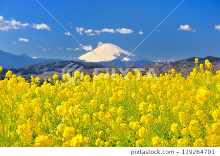 關東/東山公園/美麗的富士山，如地毯般的油菜花田/神奈川縣二宮町 (4) 119264701