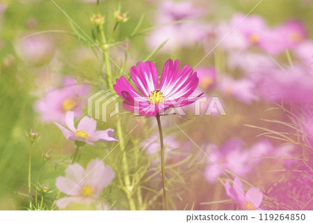 Beautifully blooming pink cosmos field, a warm and colorful background 119264850