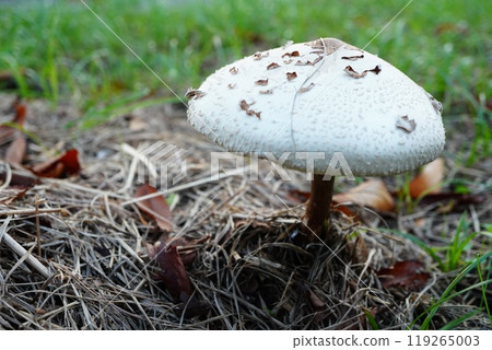 白蘑菇 白蘑菇 119265003