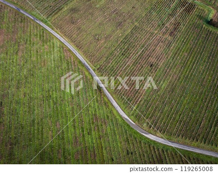 FRANCE, GIRONDE, SAINTE CROIX DU MONT, WINDING COUNTRY ROAD THROUGH THE BORDEAUX VINEYARDS IN WINTER FRANCE, GIRONDE, SAINTE CROIX DU MONT, WINDING COUNTRY ROAD THROUGH THE BORDEAUX VINEYARDS IN WINTER 119265008