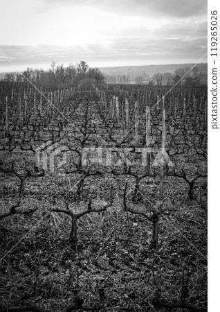 Bordeaux vineyard in winter, landscape vineyard, Black and White Bordeaux vineyard in winter, landscape vineyard, Black and White 119265026