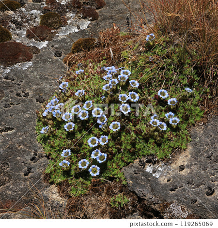 Blue and white gentians growing in the autumn near Mount Everest, Nepal. 119265069