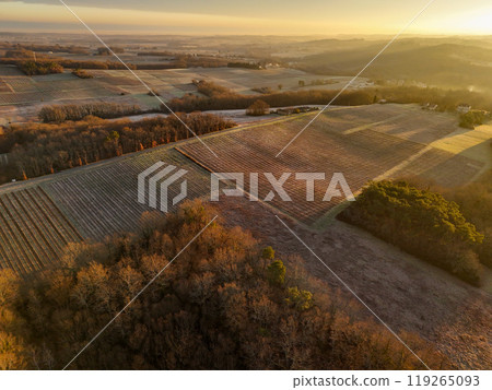 Aerial view of Bordeaux vineyard in winter at sunrise, Rions, Gironde, France 119265093