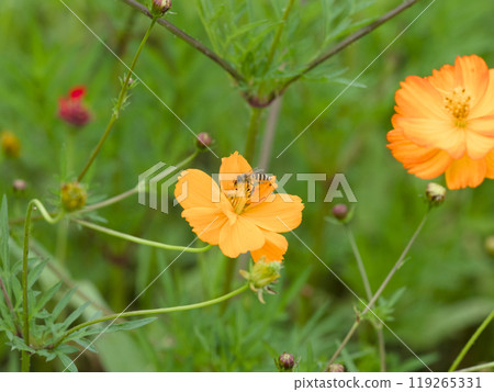 Bee on yellow cosmos Bee on yellow cosmos 119265331