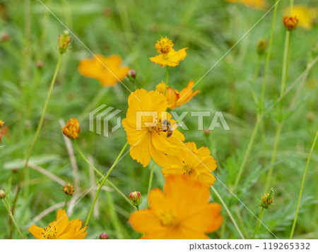 Bee on yellow cosmos 119265332