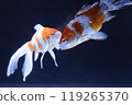 Goldfish   119265370