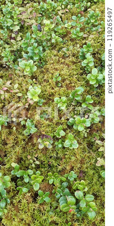 Moss in Bulgarian Rhodope Mountains. Lake Dospat. Balkans. Sarnitsa, Pazardzhik Province. Close-up shot of forest landscape Moss in Bulgarian Rhodope Mountains. Lake Dospat. Balkans. Sarnitsa, Pazardzhik Province. Close-up shot of forest landscape 119265497