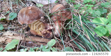 Mushrooms in the forest. Bulgarian Rhodope Mountains. Lake Dospat. Balkans. Close-up shot of forest landscape 119265570