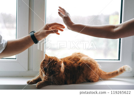 Woman and man hands touching each other above ginger cat 119265622
