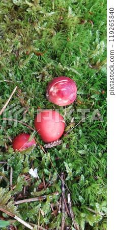 Mushrooms in the forest. Bulgarian Rhodope Mountains. Lake Dospat. Balkans. Close-up shot of forest landscape Mushrooms in the forest. Bulgarian Rhodope Mountains. Lake Dospat. Balkans. Close-up shot of forest landscape 119265840