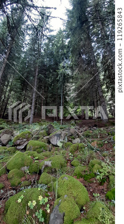 Bulgarian Rhodope Mountains. Lake Dospat. Balkans. Sarnitsa, Pazardzhik Province. Close-up shot of forest landscape Bulgarian Rhodope Mountains. Lake Dospat. Balkans. Sarnitsa, Pazardzhik Province. Close-up shot of forest landscape 119265843