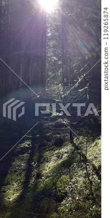 Bulgarian Rhodope Mountains. Lake Dospat. Balkans. Sarnitsa, Pazardzhik Province. Close-up shot of forest landscape Bulgarian Rhodope Mountains. Lake Dospat. Balkans. Sarnitsa, Pazardzhik Province. Close-up shot of forest landscape 119265874