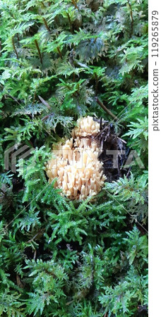 Ramaria aurea is a coral mushroom from the Gomphaceae family, It grows in the forest in green damp moss Ramaria aurea is a coral mushroom from the Gomphaceae family, It grows in the forest in green damp moss 119265879