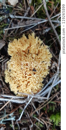 Ramaria aurea is a coral mushroom from the Gomphaceae family, It grows in the forest in green damp moss Ramaria aurea is a coral mushroom from the Gomphaceae family, It grows in the forest in green damp moss 119265899