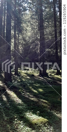 Bulgarian Rhodope Mountains. Lake Dospat. Balkans. Sarnitsa, Pazardzhik Province. Close-up shot of forest landscape 119265904
