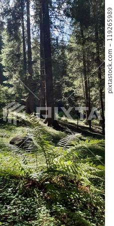 Bulgarian Rhodope Mountains. Lake Dospat. Balkans. Sarnitsa, Pazardzhik Province. Close-up shot of forest landscape Bulgarian Rhodope Mountains. Lake Dospat. Balkans. Sarnitsa, Pazardzhik Province. Close-up shot of forest landscape 119265989