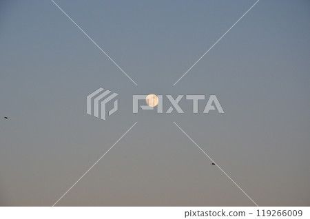 Moon and bird Moon and bird 119266009