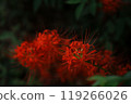 群集孤挺花 119266026