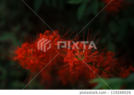 群集孤挺花 群集孤挺花 119266026