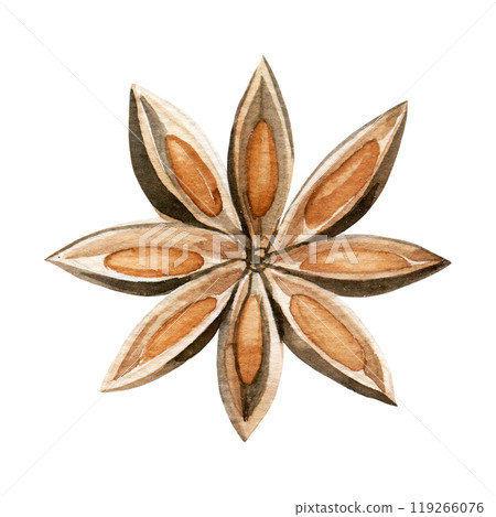 watercolor drawing, star anise. clipart watercolor drawing, star anise. clipart 119266076