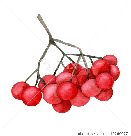 watercolor drawing, red rowan berry. clipart 119266077