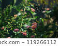蝴蝶和鮮花 119266112