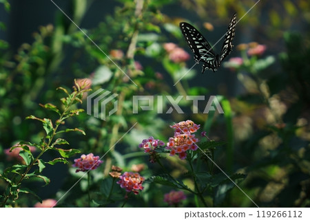 Butterflies and flowers 119266112
