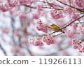 梅花和梅佐 119266113