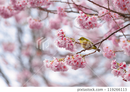 Plum and mezzo 119266113