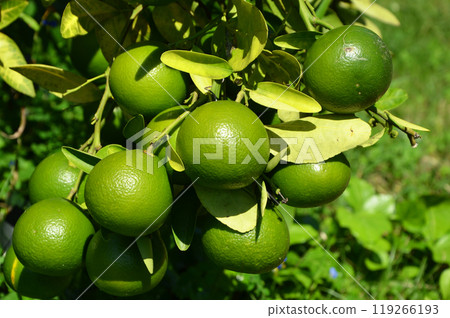 Citrus unshiu Citrus unshiu 119266193