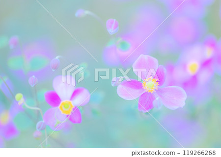 秋天的色彩,可愛的秋菊之美 秋天的色彩,可愛的秋菊之美 119266268