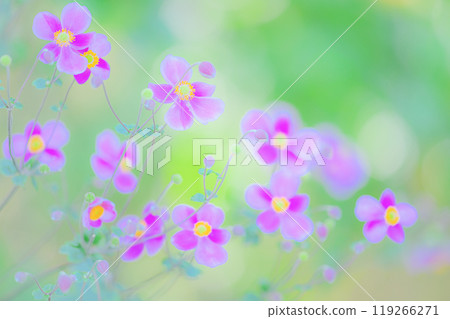秋天的色彩,可愛的秋菊之美 秋天的色彩,可愛的秋菊之美 119266271